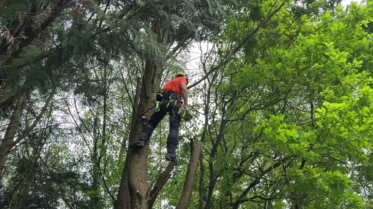 Reliable Long Beach, IN Tree Removal Solutions