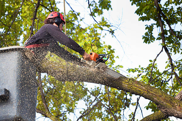Best Utility Line Clearance  in Long Beach, IN